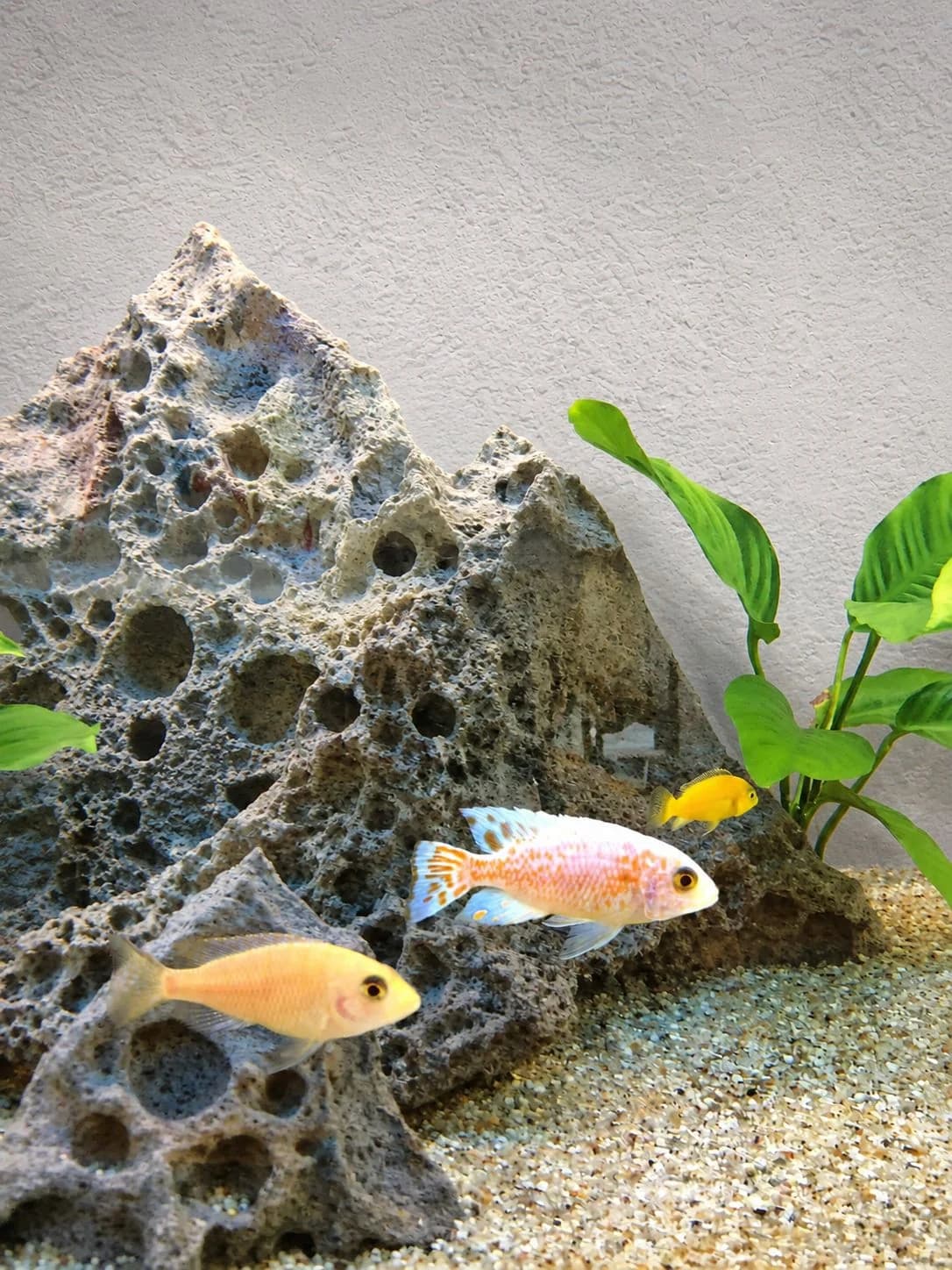 Fish in the Trinity classroom aquarium