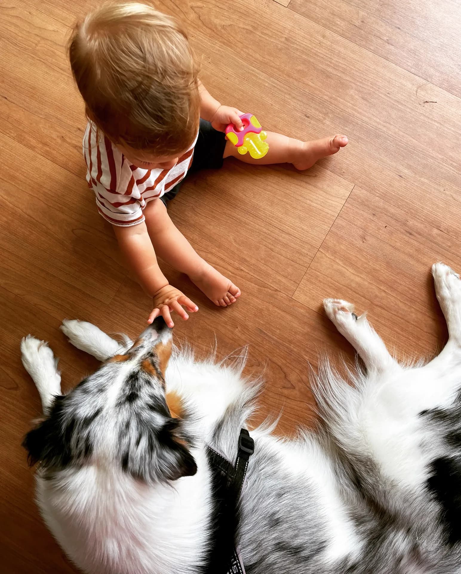 Nido & Toddler ab 3 Monaten