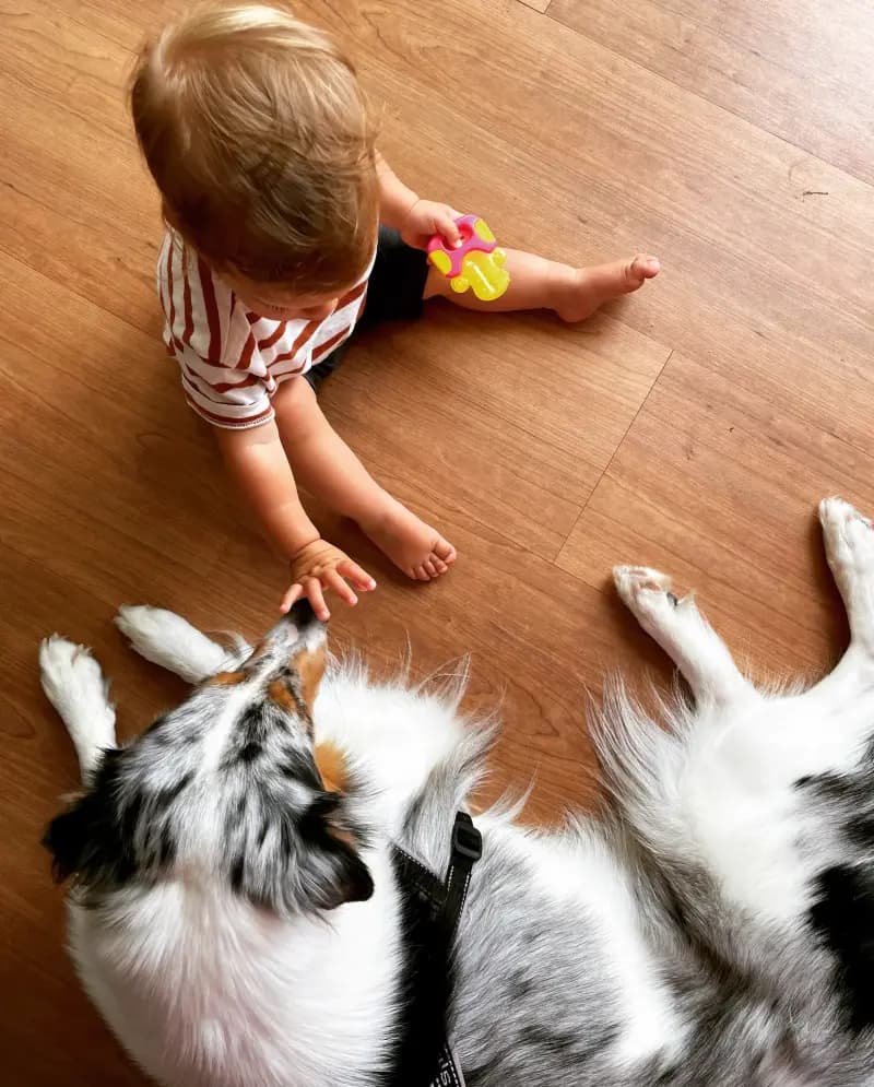 Toddler with the school dog