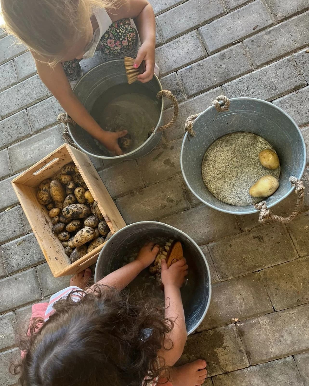 Kartoffeln aus der Ernte waschen