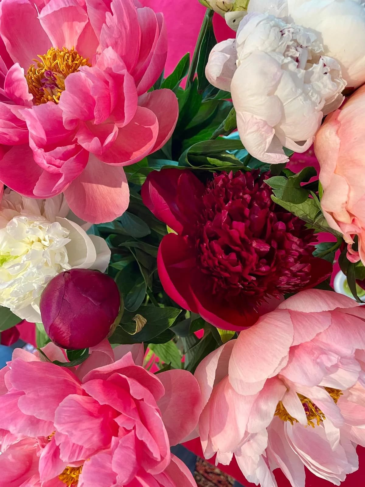 A vibrant bouquet of peonies — symbol of the joyful, full-of-life learning environment at Trinity Montessori